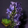 Lavender Seed Bundle